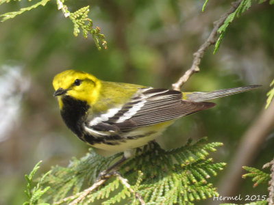 Paruline  gorge noire - Black-throated green Warbler