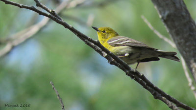 Paruline des pins - Pine Warbler