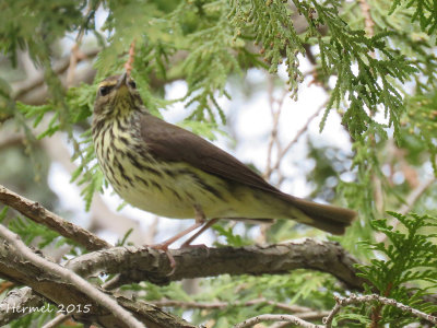 Paruline des ruisseaux - Northern Watertrush