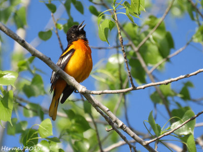 Oriole de Baltimore - Baltimore Oriole