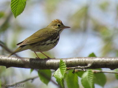 Paruline couronne - Ovenbird