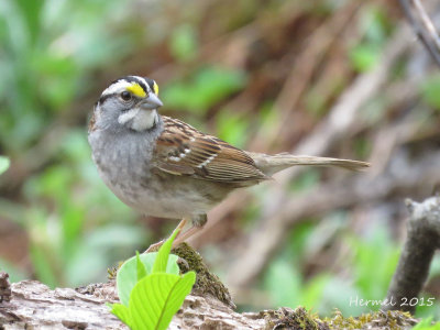 Bruant à gorge blanche - White-throated Sparrow