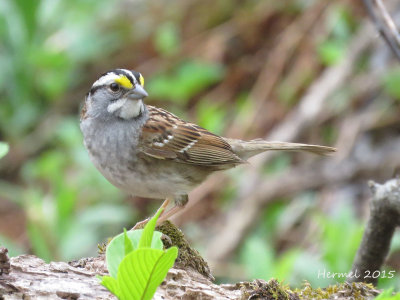 Bruant  gorge blanche - White-throated Sparrow