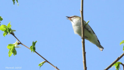 Viro aux yeux rouges - Red-eyed Vireo