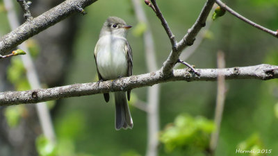 Moucherolle tchébec - Least Flycatcher