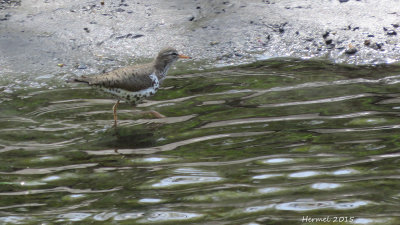 Chevalier grivel - Spotted Sabndpiper