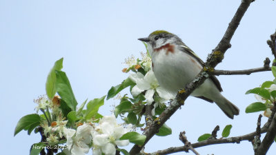 Paruline à flancs marrons - Chestnut-sided Warbler