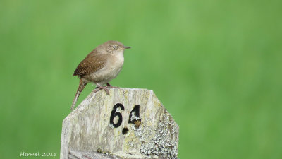 Troglodyte familier - House Wren