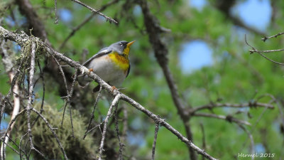 Paruline  collier - Northern Parula