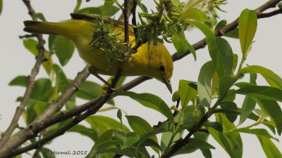 Paruline jaune - Yellow Warbler