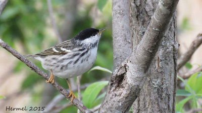 Paruline rayée - Blackpoll Warbler