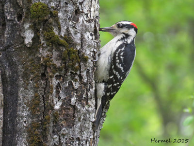 Pic chevelu - Hairy Woodpecker