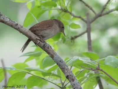 Troglodyte familier - House Wren