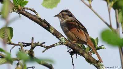 Bruant des marais - Swamp Sparrow