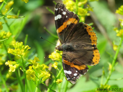 Vulcain - Red Admiral