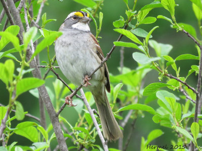 Bruant  gorge blanche - White-throated Sparrow