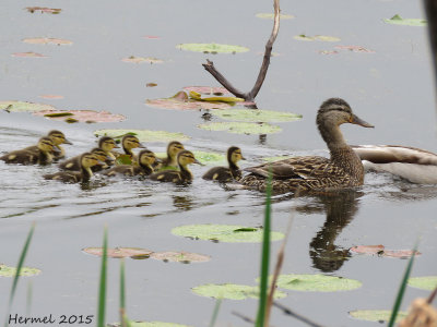 Canard Colvert - Mallard