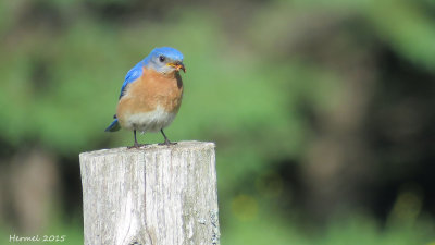 Merlebleu de l'est - Eastern Bluebird