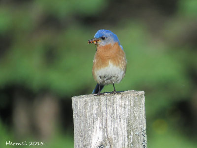 Merlebleu de l'est - Eastern Bluebird