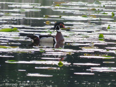 Canard branchu - Wood Duck