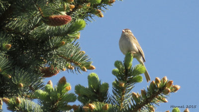 Bruant des plaines - Clay-colored Sparrow