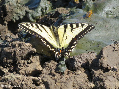 Papillon tigré du Canada- #4176 - Canadian Tiger Swallowtail - Papilio canadensis
