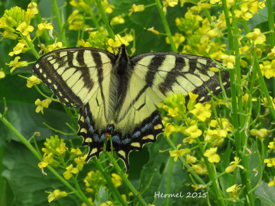 Papillon tigr du Canada - #4176- Papilio canadensis - Canadian tiger swallowtail