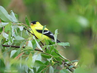 Chardonneret jaune - Àmerican goldfinch