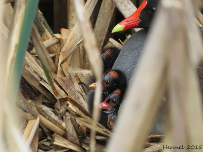 Gallinule - Common Moorhen