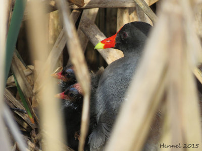 Gallinule - Common Moorhen