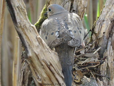 Tourterelle triste - Mourning Dove