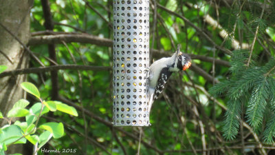 Pic mineur - Downy Woodpecker