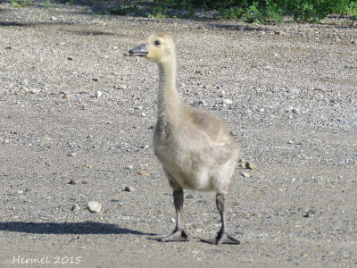 Bernache du Canada , (orphelin)- Canada Goose (orphan)
