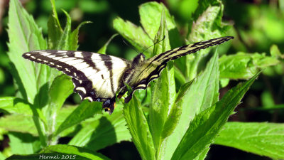 Papillon tigr du Canada - #4176- Papilio canadensis - Canadian tiger swallowtail