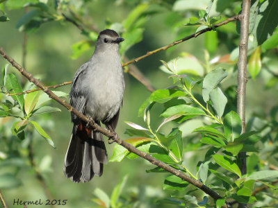 Moqueur-chat - Gray Catbird