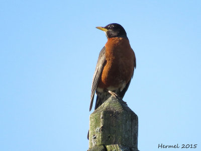 Merle d'Amrique -  American Robin