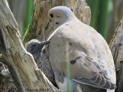 Tourterelle triste - Mourning Dove