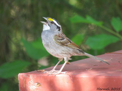 Bruant  gorge blanche - White-throated Sparrow