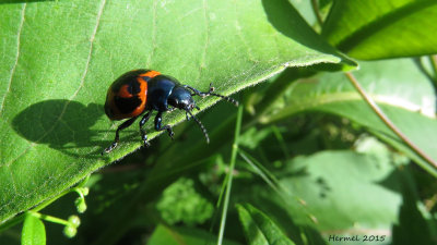 Chrysomèle de l'asclépidade - milkweed labidomera