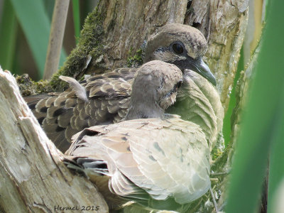 Tourterelle triste - (juv) -  Mourning Dove