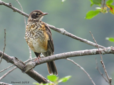 Merle d'Amrique - (juv) -  American Robin