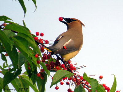 Jaseur d!Amrique - Cedar Waxwing