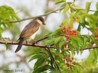 Tyran tritri - Eastern Kingbird