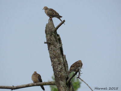 Tourterelle triste - Mourning Dove