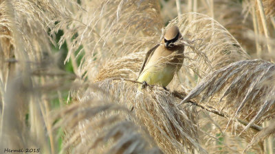 Jaseur d!Amrique - Cedar Waxwing