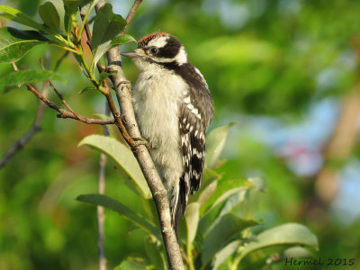 Pic mineur - Downy Woodpecker