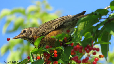 Merle d'Amrique - (juv) -  American Robin