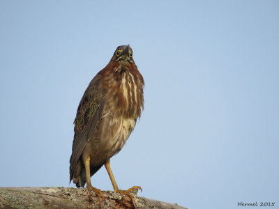 Hron vert - Green Heron