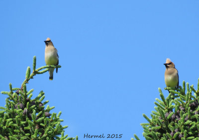 Jaseur d!Amrique - Cedar Waxwing