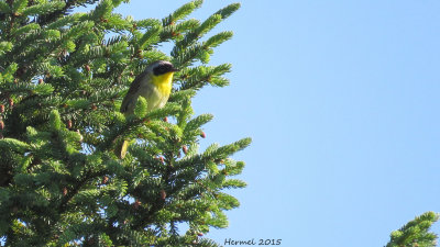 Paruline masque - Common Yellowthroat